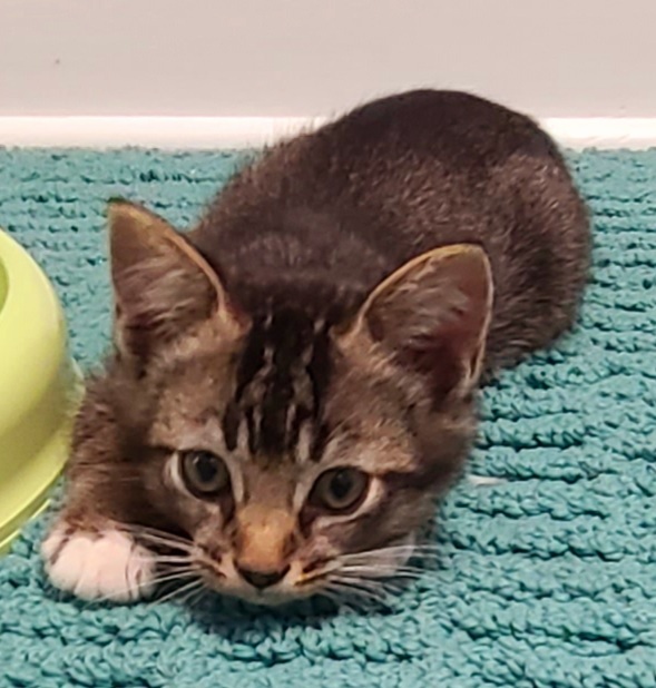 Enlarge Patrick, a Adoptable Domestic Short Hair in Boiling Springs, PA image 2/3