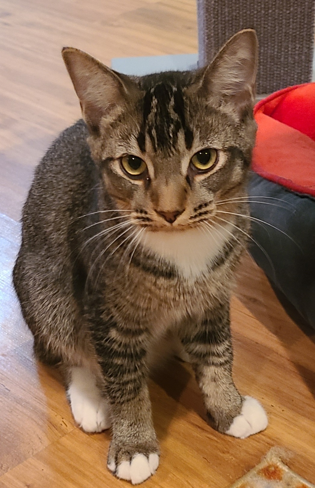 Patrick, Adoptable, Adult Male Domestic Short Hair.