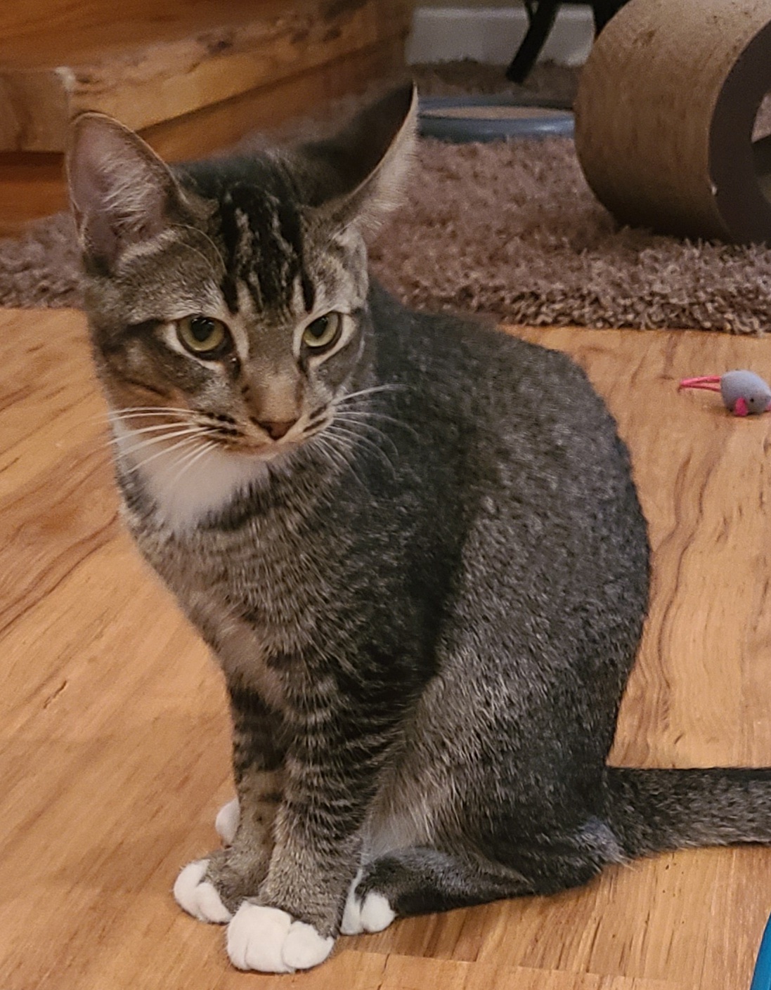 Enlarge Patrick, a Adoptable Domestic Short Hair in Boiling Springs, PA image 3/3