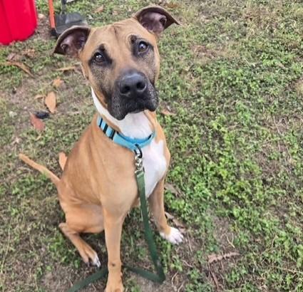 Enlarge TWIGGY, a Adoptable Black Mouth Cur in Ocala, FL image 1/2