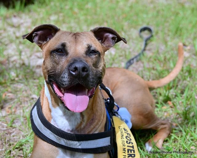 TWIGGY, Adoptable, Adult Male Black Mouth Cur.