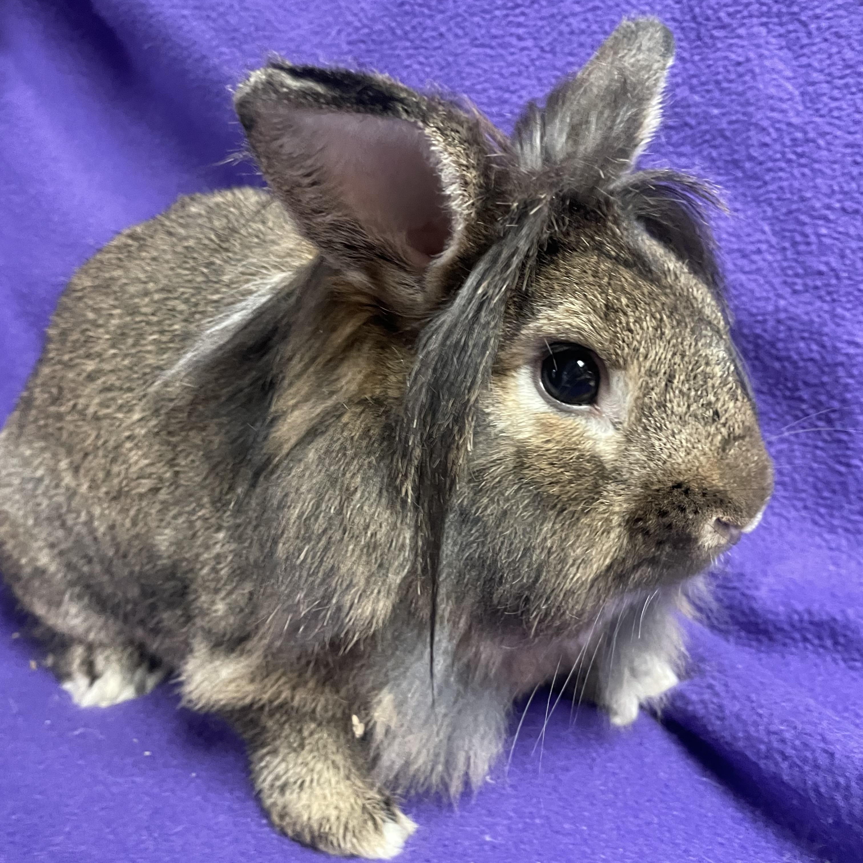 Bunselbee: video!!, Adult Male unknown