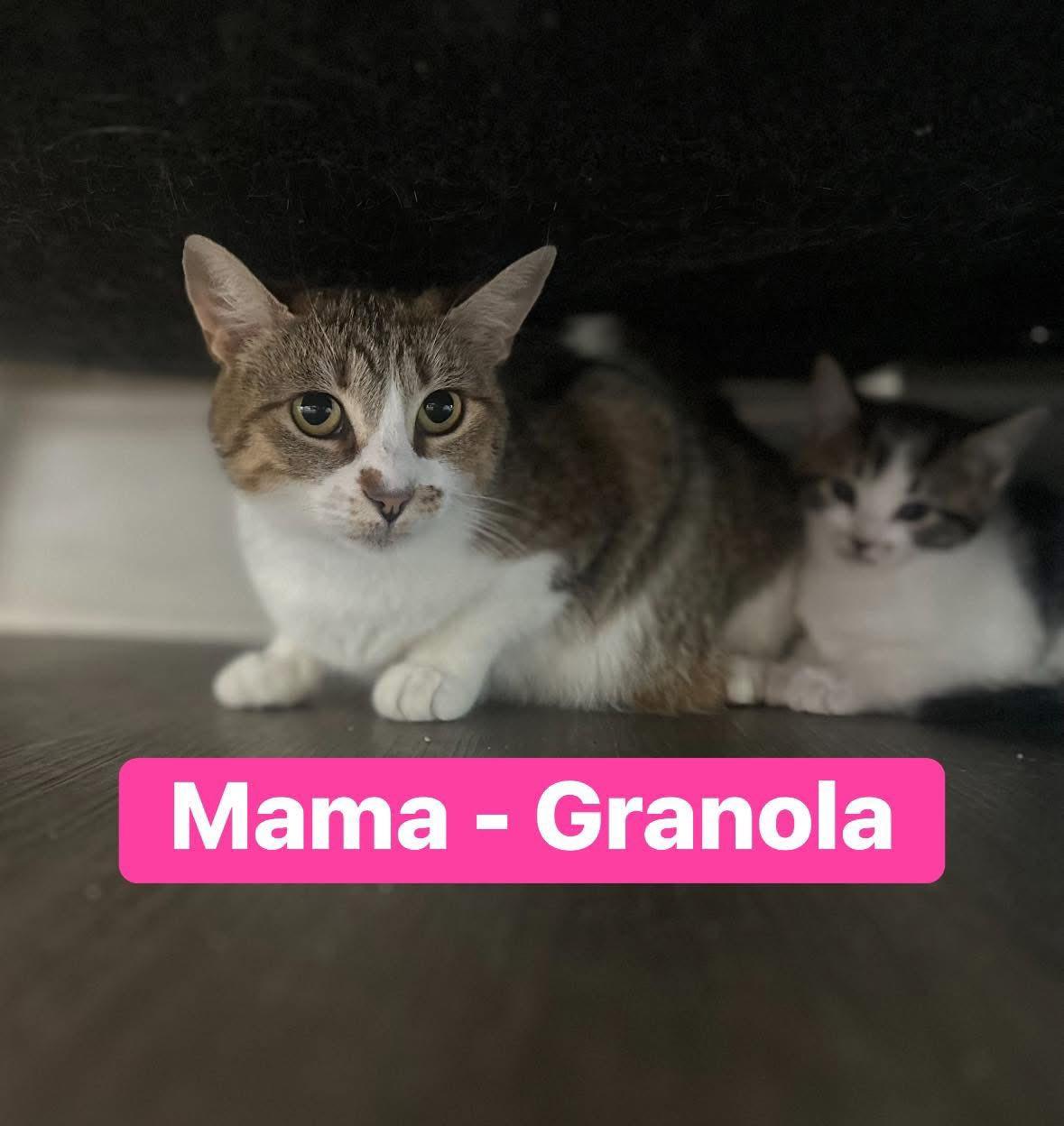 Enlarge Granola, a ADOPTABLE Domestic Short Hair in Duluth, GA image 2/4