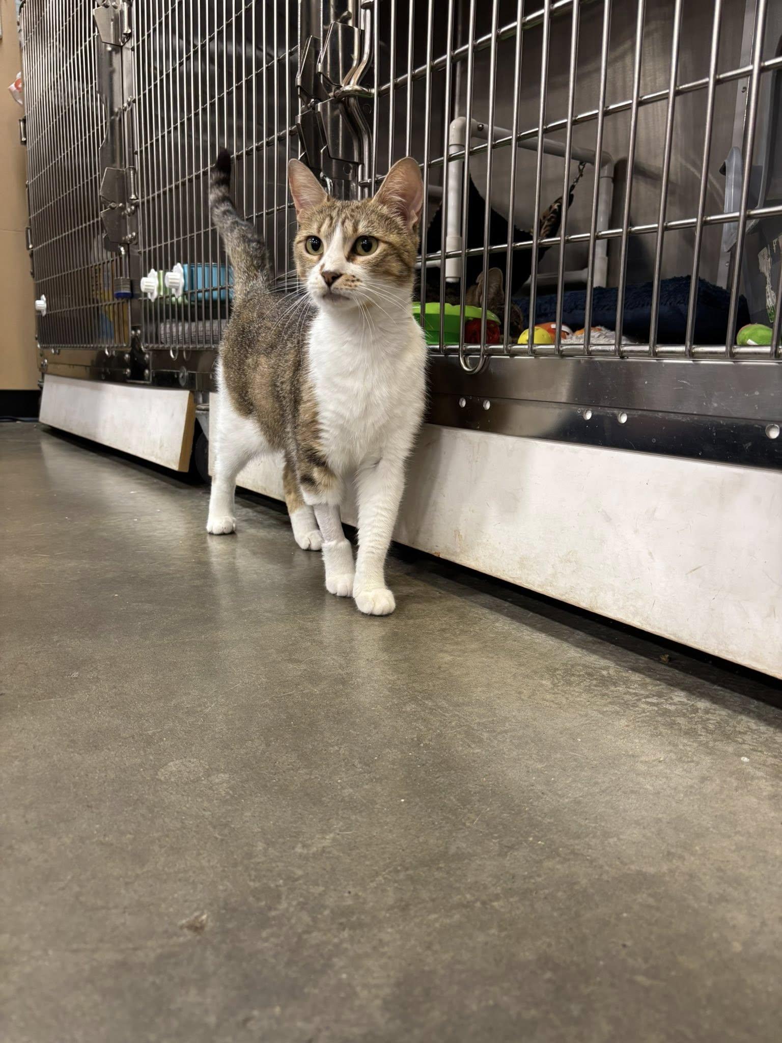 Enlarge Granola, a ADOPTABLE Domestic Short Hair in Duluth, GA image 3/4