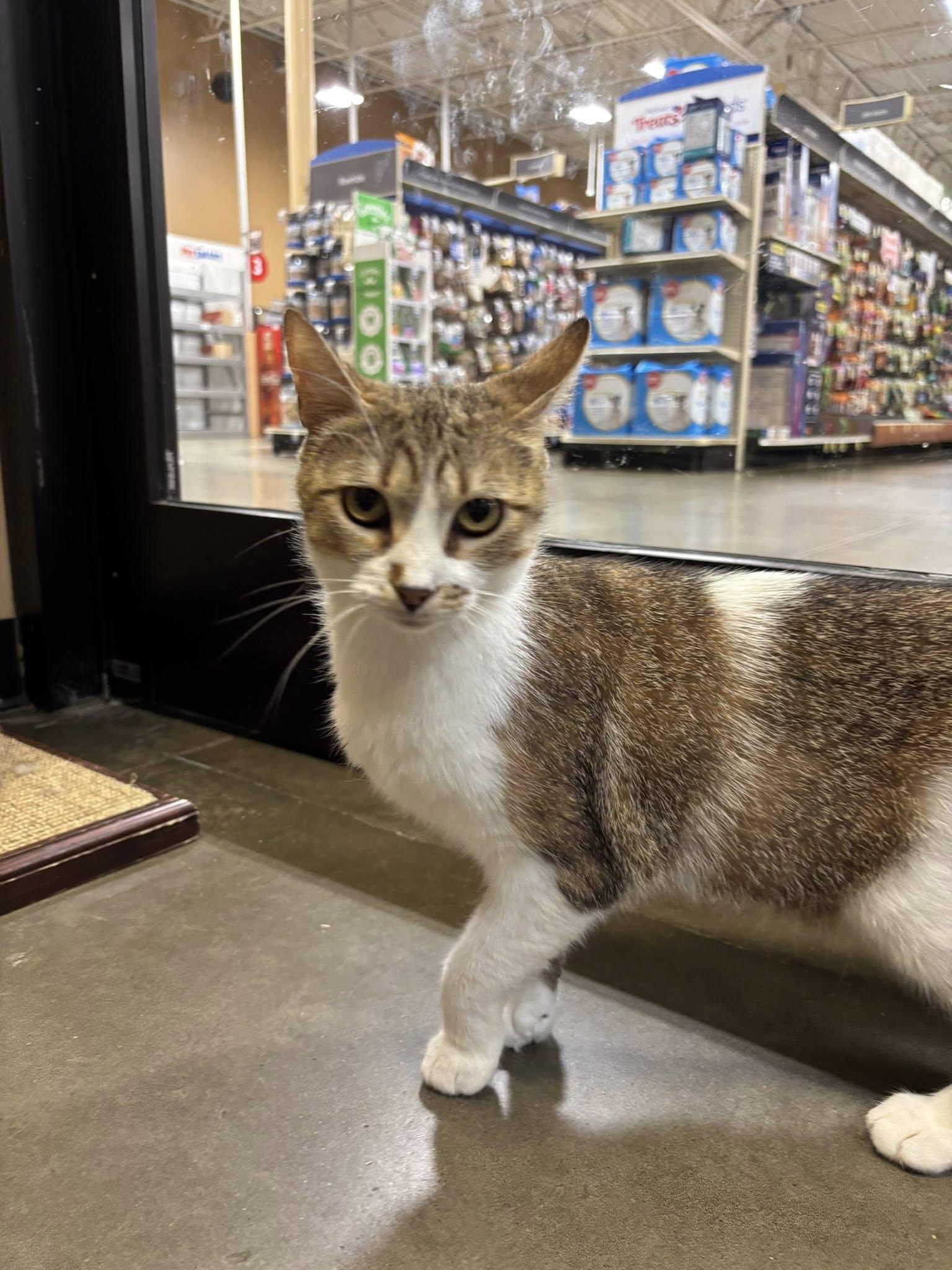 Enlarge Granola, a ADOPTABLE Domestic Short Hair in Duluth, GA image 4/4
