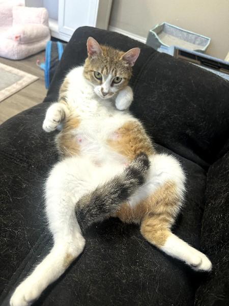 Granola, ADOPTABLE, Adult Female Domestic Short Hair.