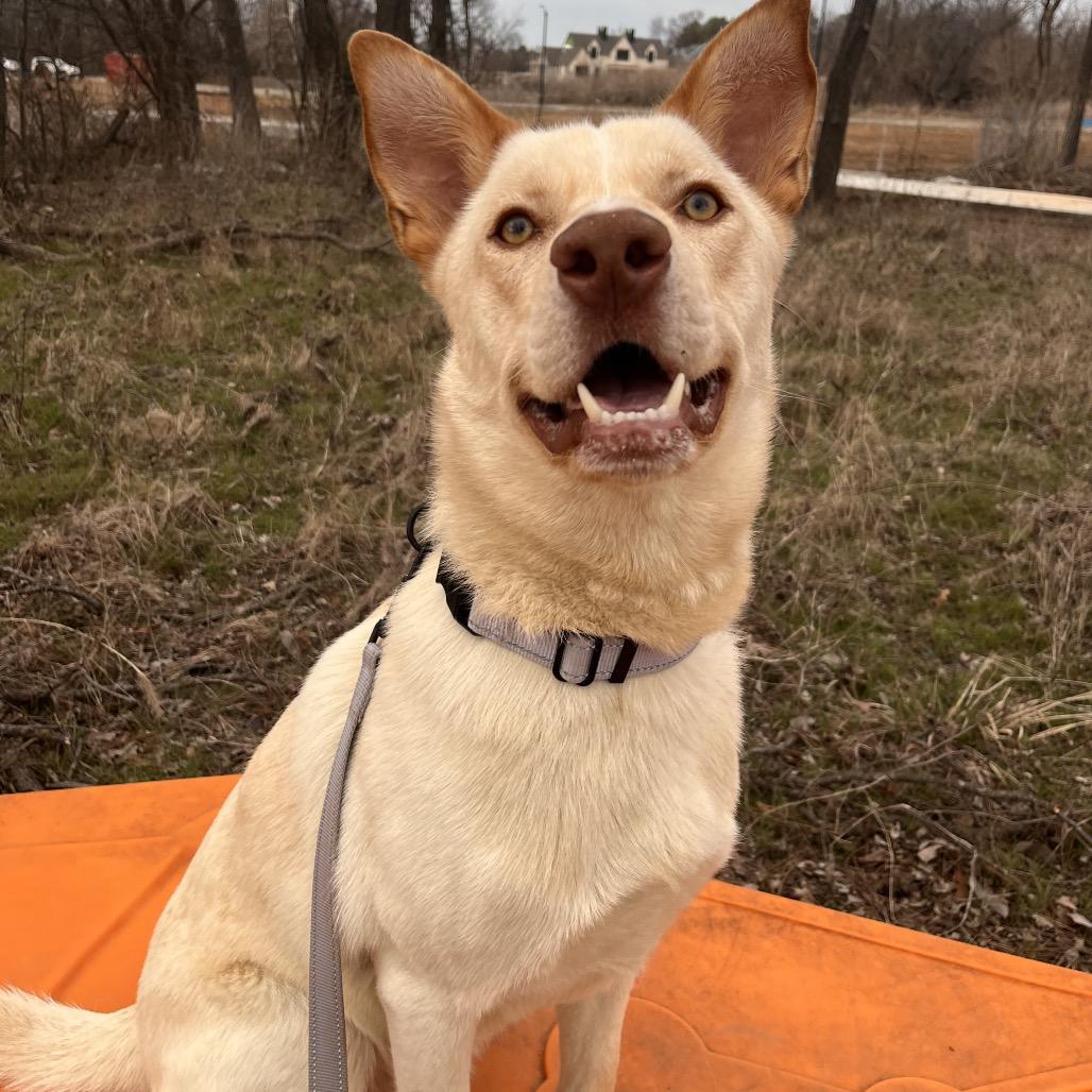 Bailey, a Adoptable Mixed Breed in Bentonville, AR image 1/6