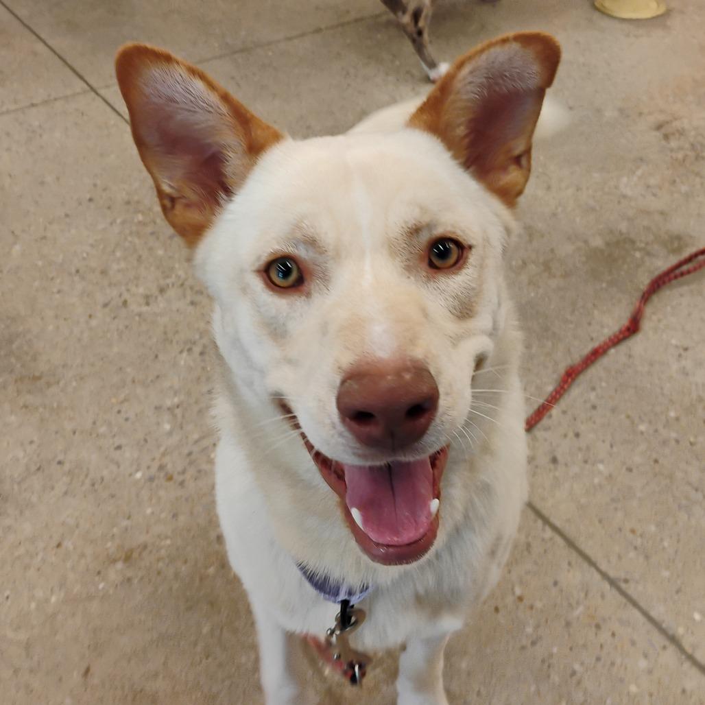Bailey, Adoptable, Young Male Mixed Breed.