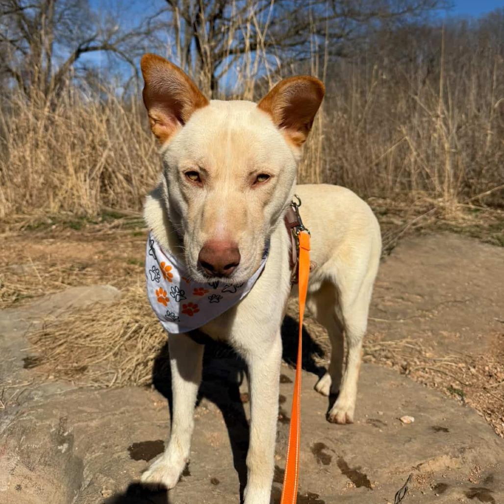 Bailey, a Adoptable Mixed Breed in Bentonville, AR image 3/6