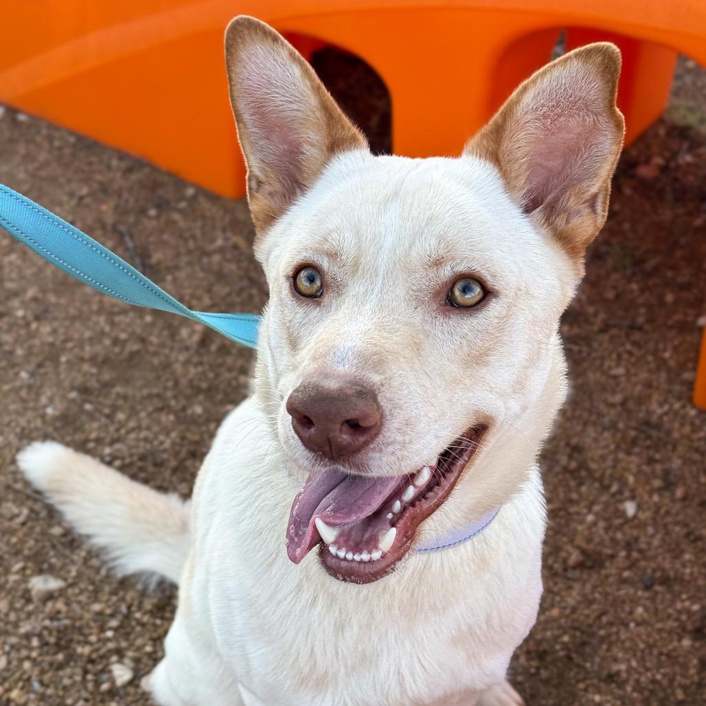 Enlarge Bailey, a Adoptable Mixed Breed in Bentonville, AR image 2/6