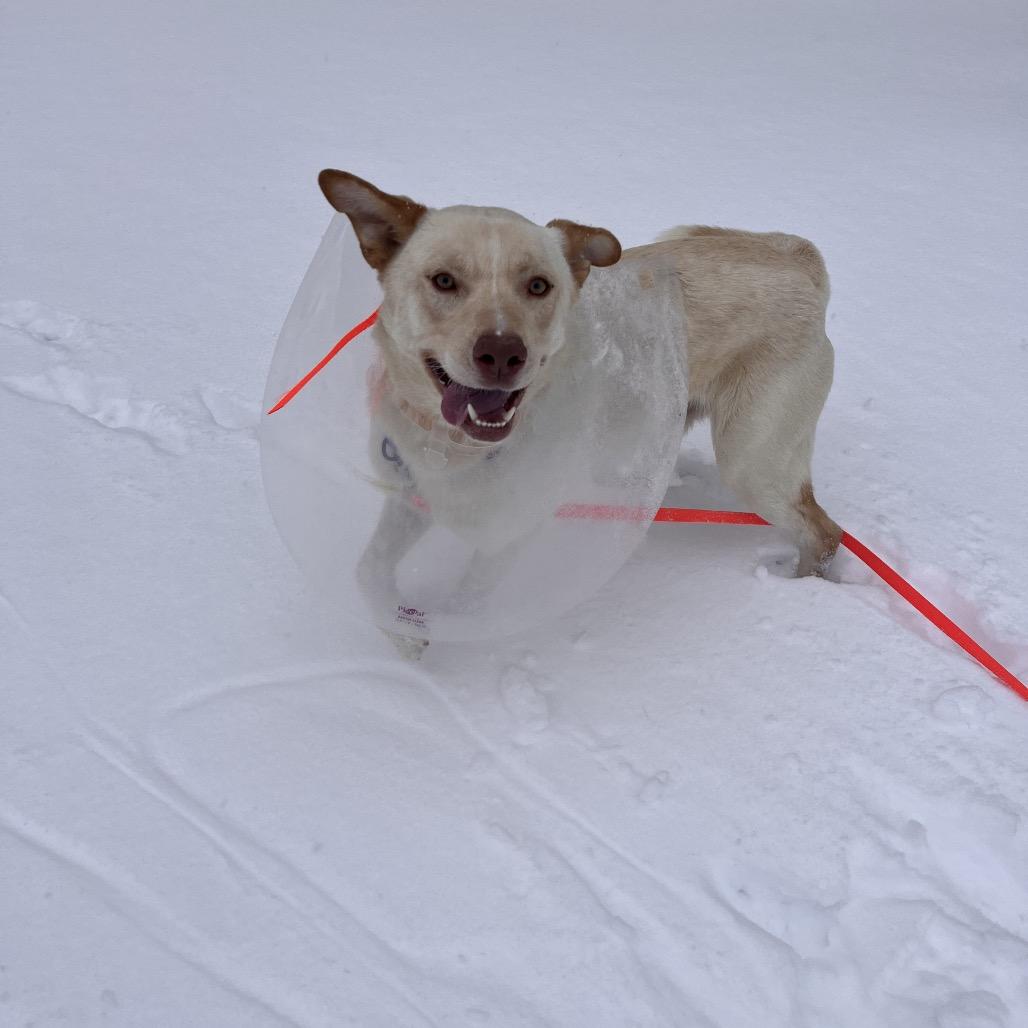 Enlarge Bailey, a Adoptable Mixed Breed in Bentonville, AR image 4/6