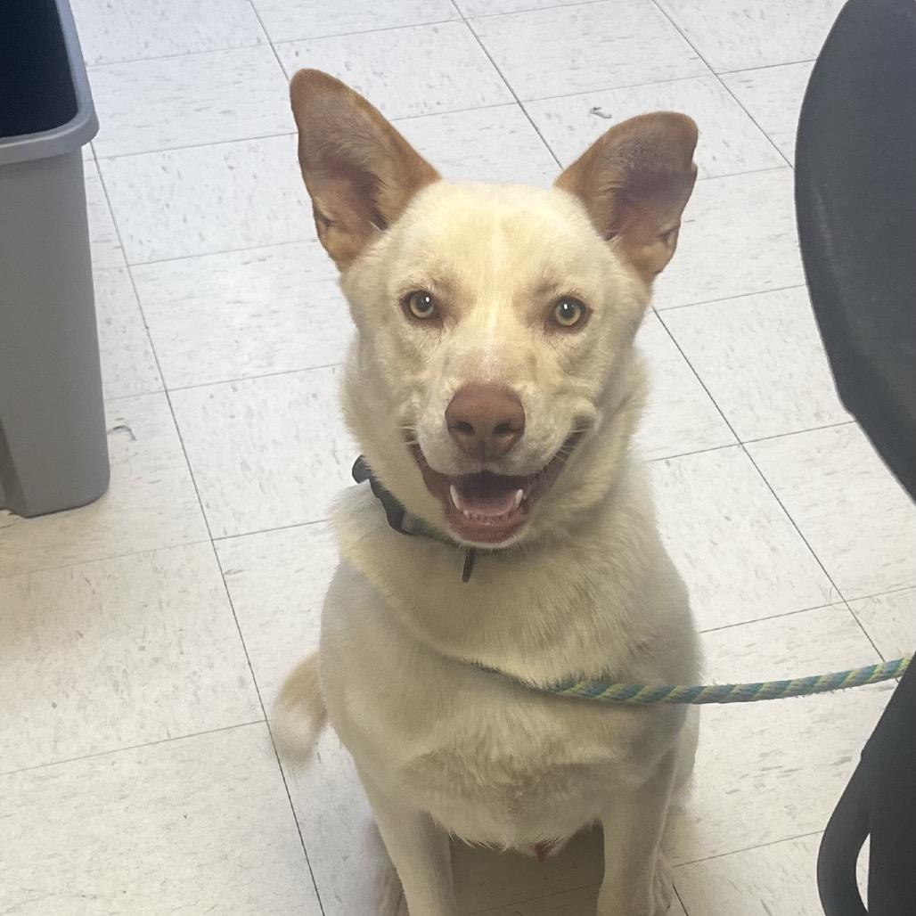 Enlarge Bailey, a Adoptable Mixed Breed in Bentonville, AR image 5/6