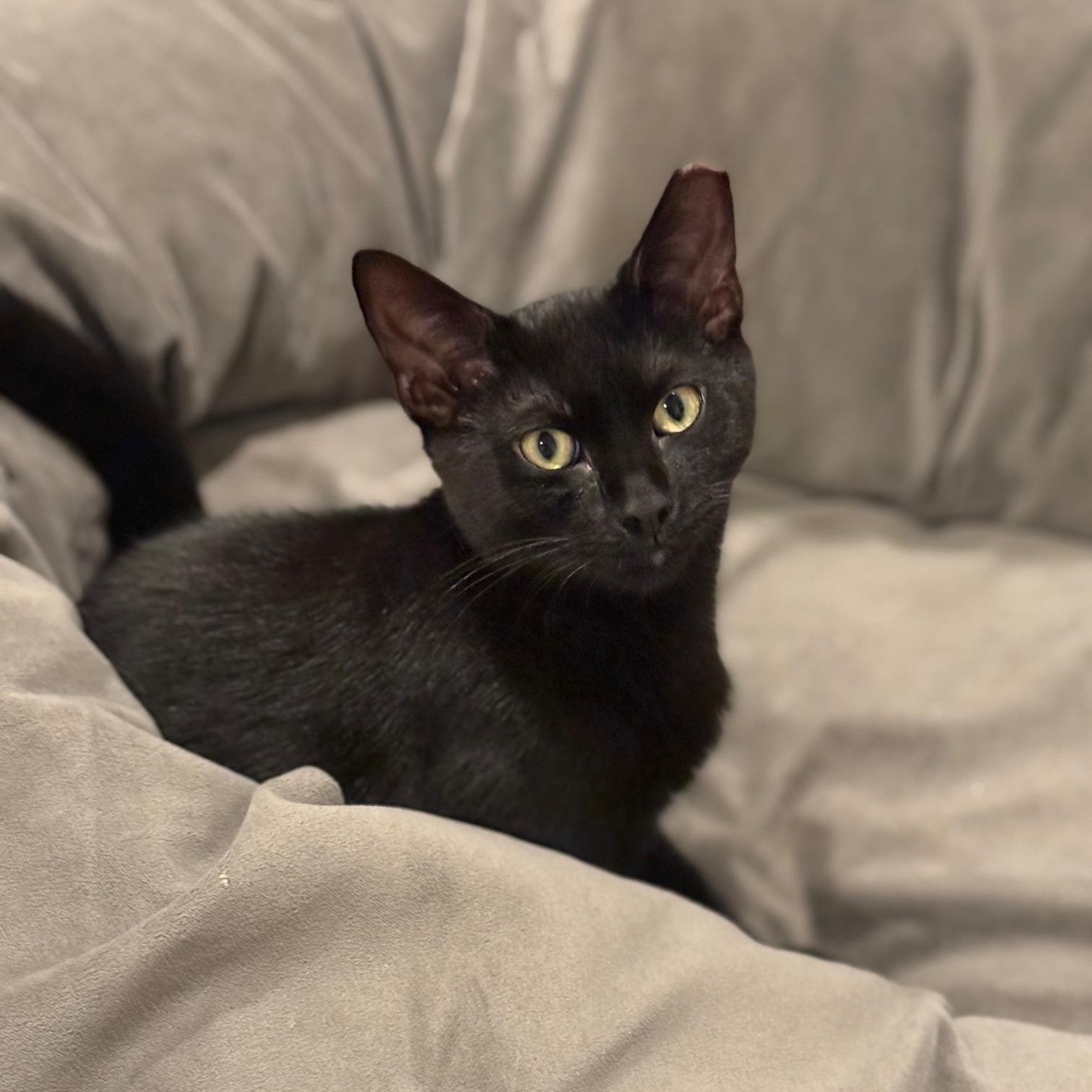 Enlarge Dorian, a ADOPTABLE Domestic Short Hair in Jersey City, NJ image 1/2