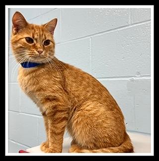 Enlarge NORTH POLE, a Adoptable Domestic Short Hair in Peoria, IL image 1/1