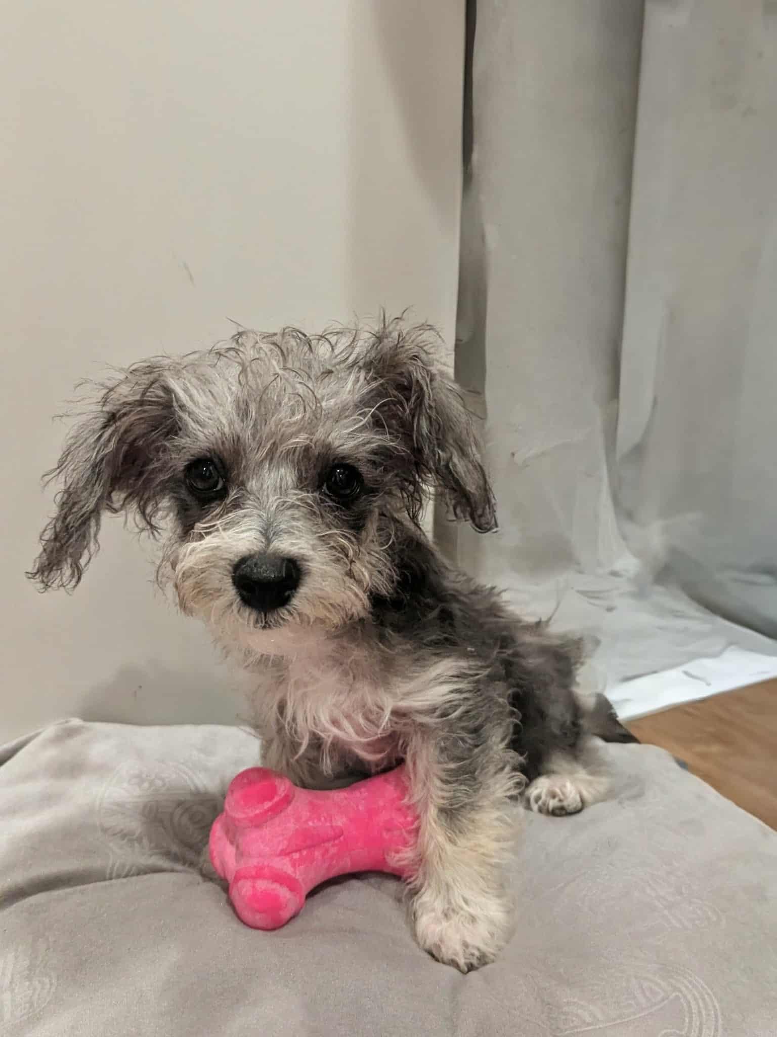 Modelo, Adoptable, Young Male Chihuahua & Poodle.