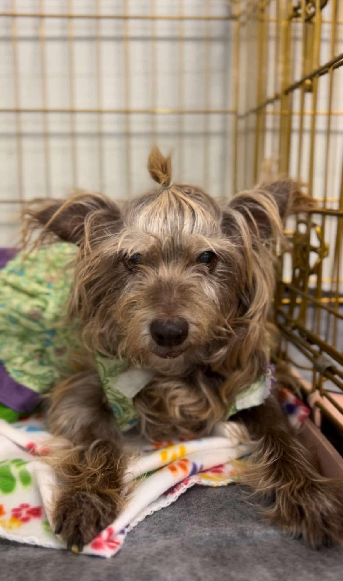 Brie, adopted, Adult Female Yorkshire Terrier.