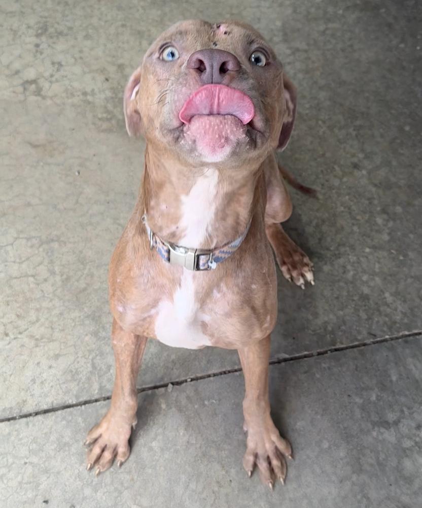 RHONDA, a Adoptable Pit Bull Terrier in Rochester, IN image 1/5