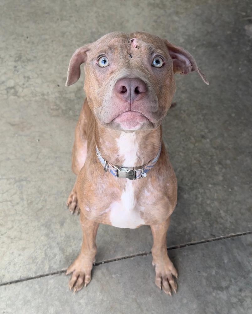 RHONDA, a Adoptable Pit Bull Terrier in Rochester, IN image 2/5