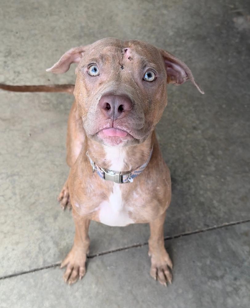 RHONDA, a Adoptable Pit Bull Terrier in Rochester, IN image 3/5