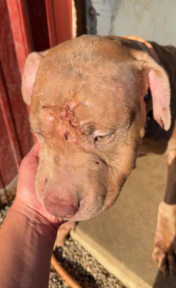 RHONDA, a Adoptable Pit Bull Terrier in Rochester, IN image 4/5