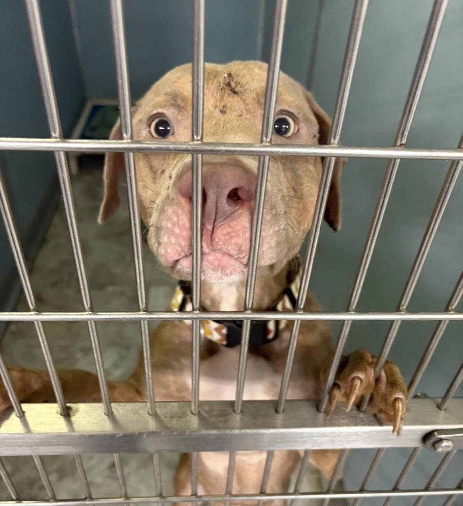 RHONDA, a Adoptable Pit Bull Terrier in Rochester, IN image 5/5