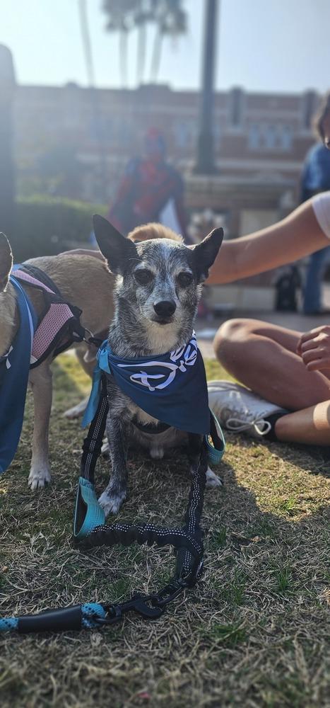 Buddy #8782, Adoptable, Adult Male Chihuahua.