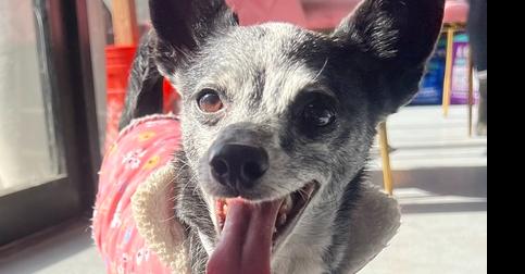 Enlarge Buddy #8782, a Adoptable Chihuahua in Studio City, CA image 2/2