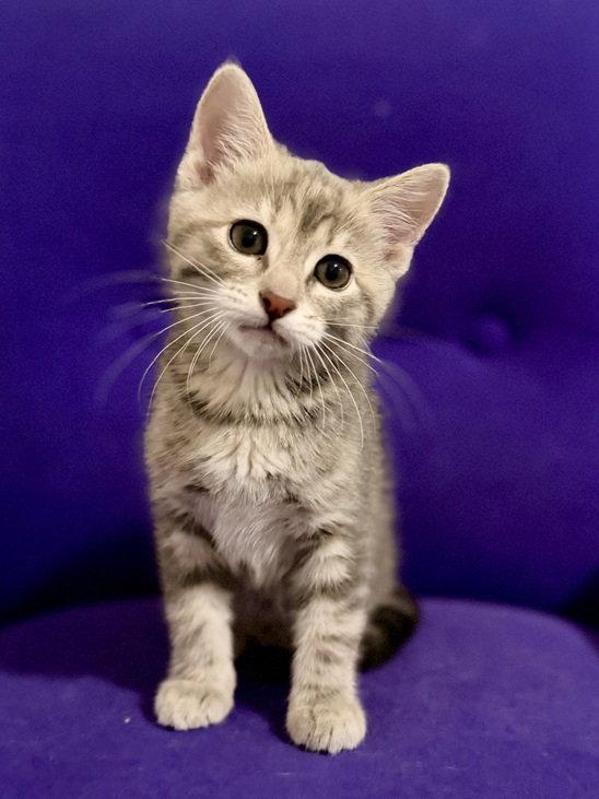 Enlarge Linden 26, a Adoptable mixed breed in Nashville, TN image 1/2