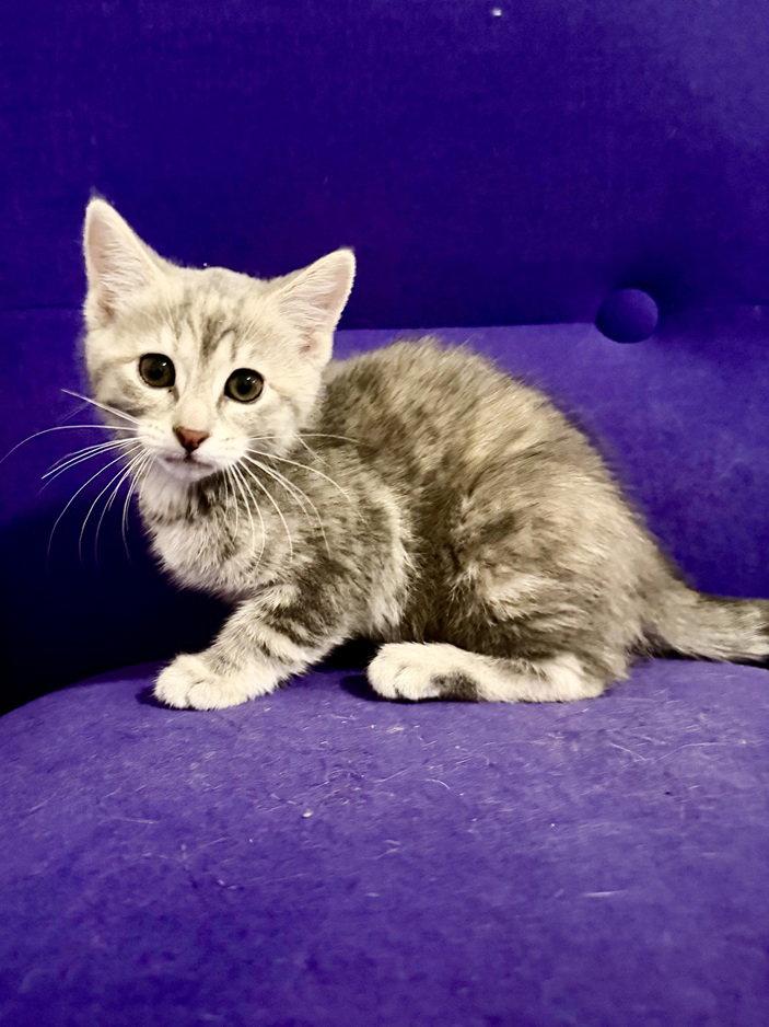 Enlarge Linden 26, a Adoptable mixed breed in Nashville, TN image 2/2