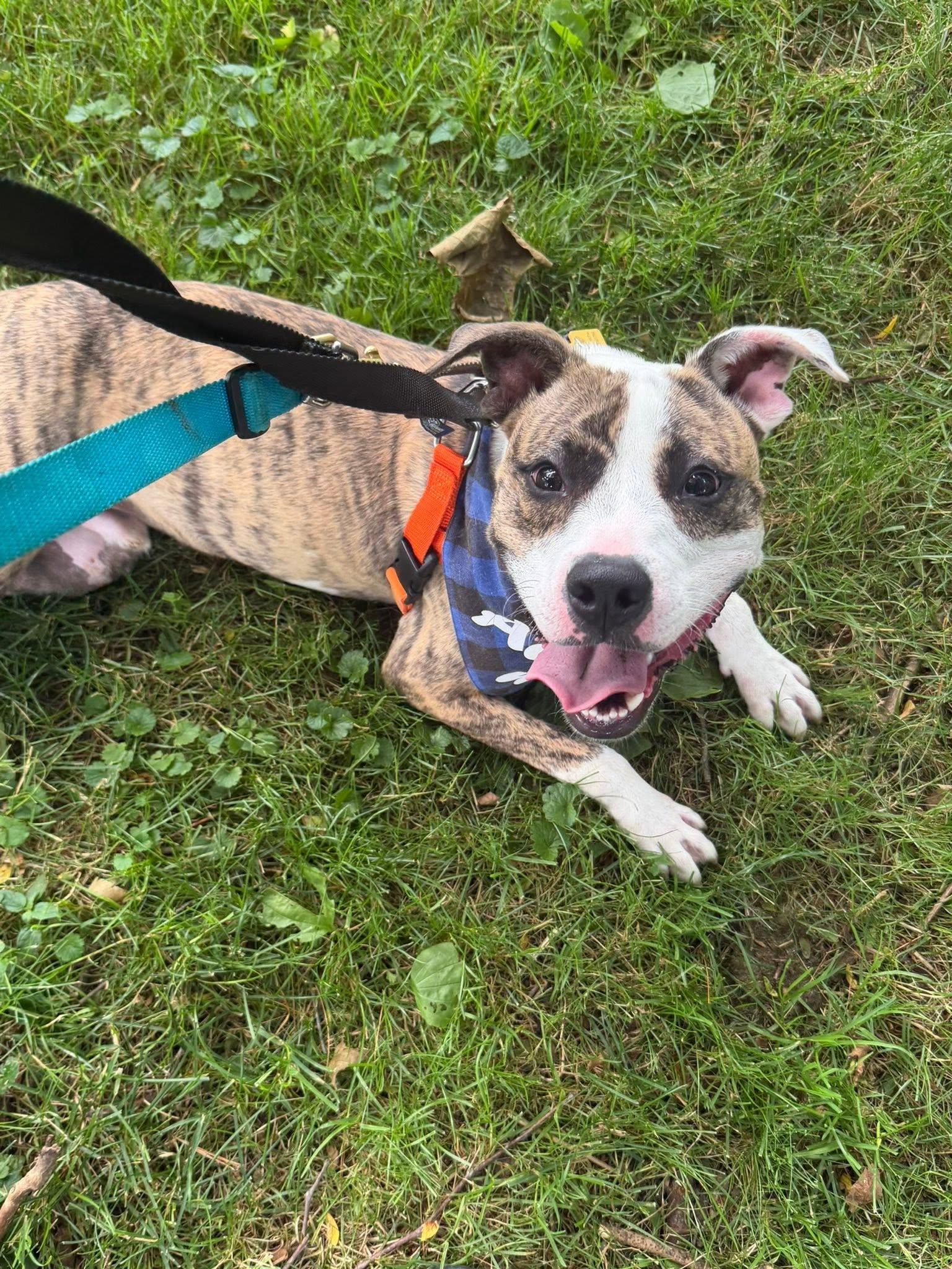Wyatt, adoptable, Young Male Pit Bull Terrier.