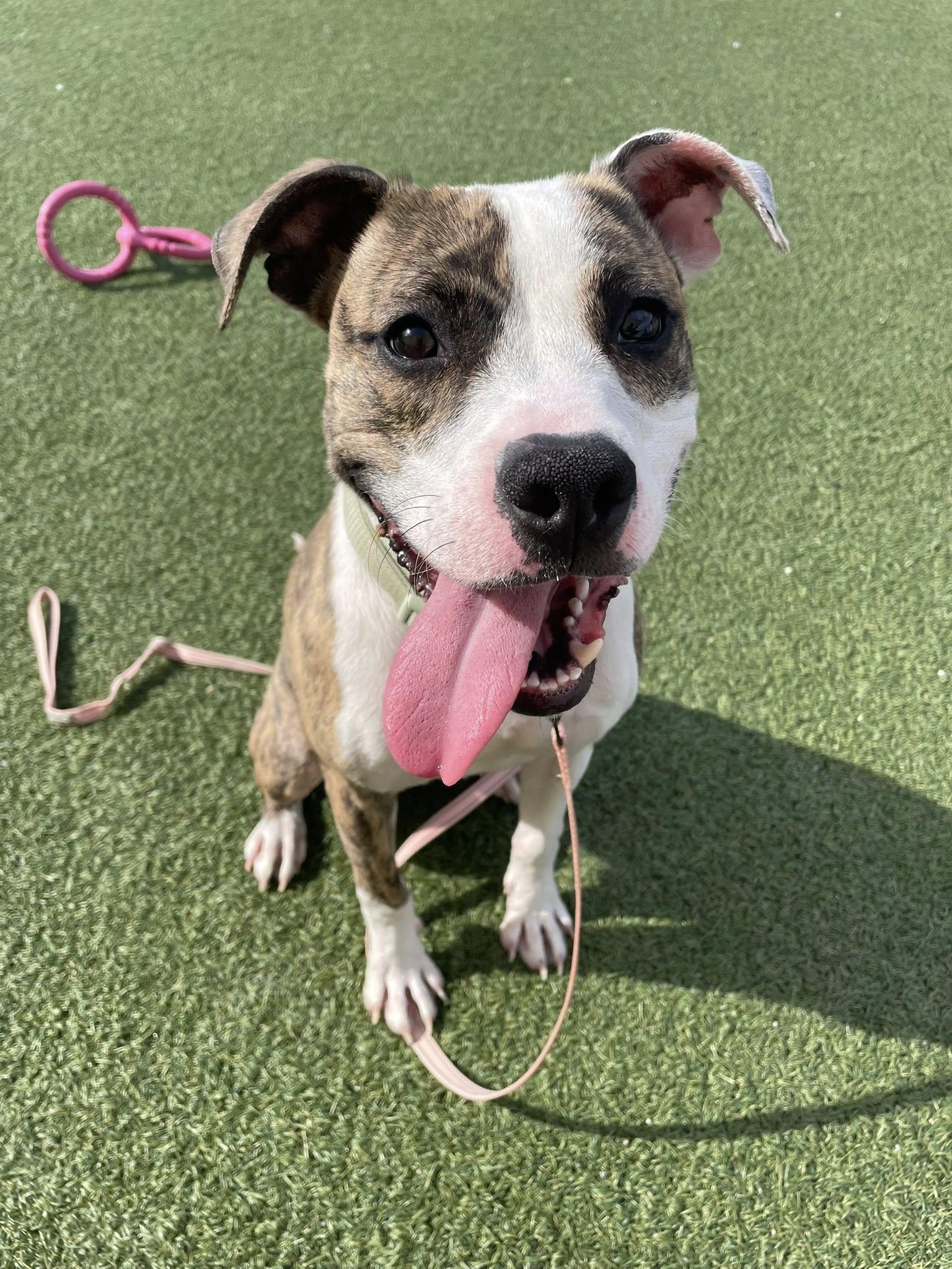 Wyatt, adoptable, Young Male Pit Bull Terrier.