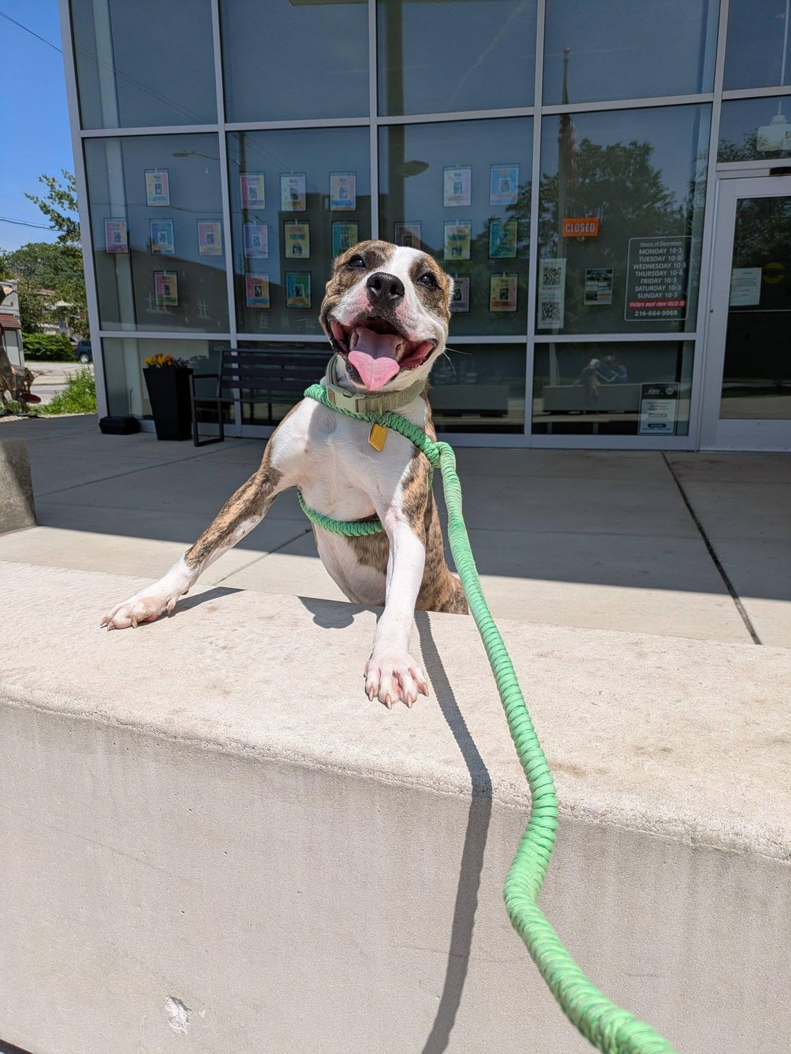 Enlarge Wyatt, an adoptable mixed breed in Cleveland, OH image 6/6