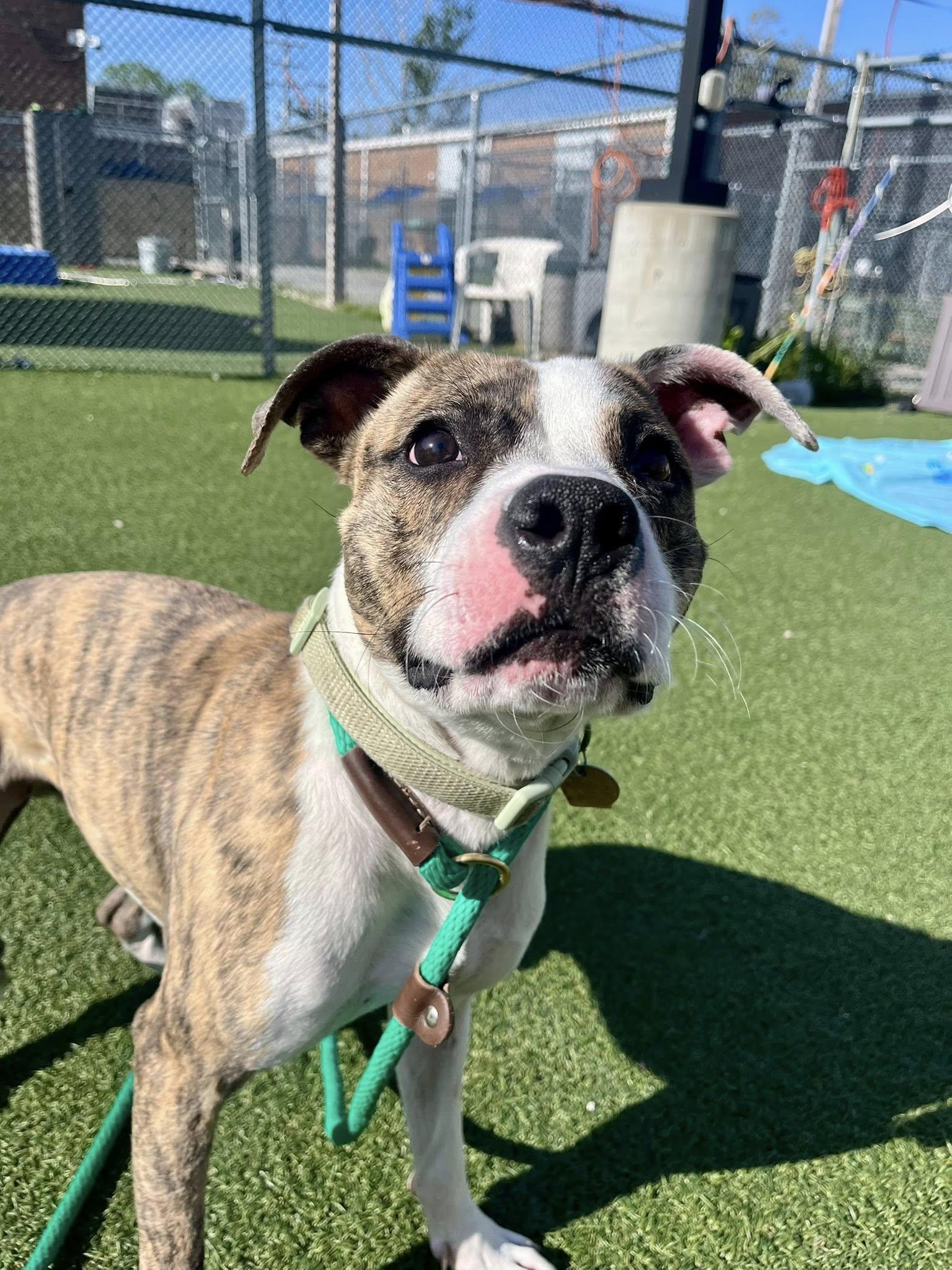 Enlarge Wyatt, an adoptable mixed breed in Cleveland, OH image 5/6