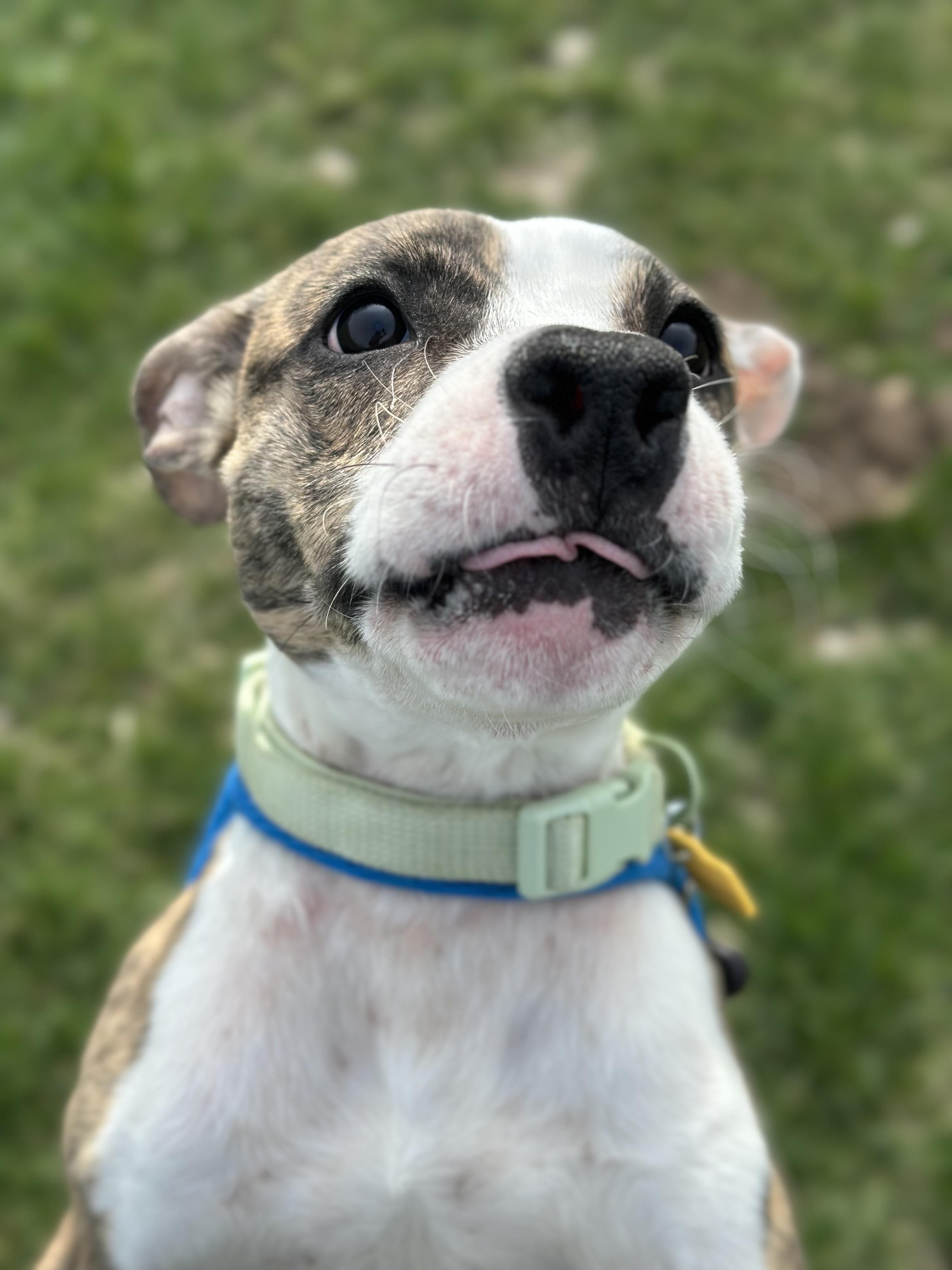 Enlarge Wyatt, an adopted mixed breed in Cleveland, OH image 2/3