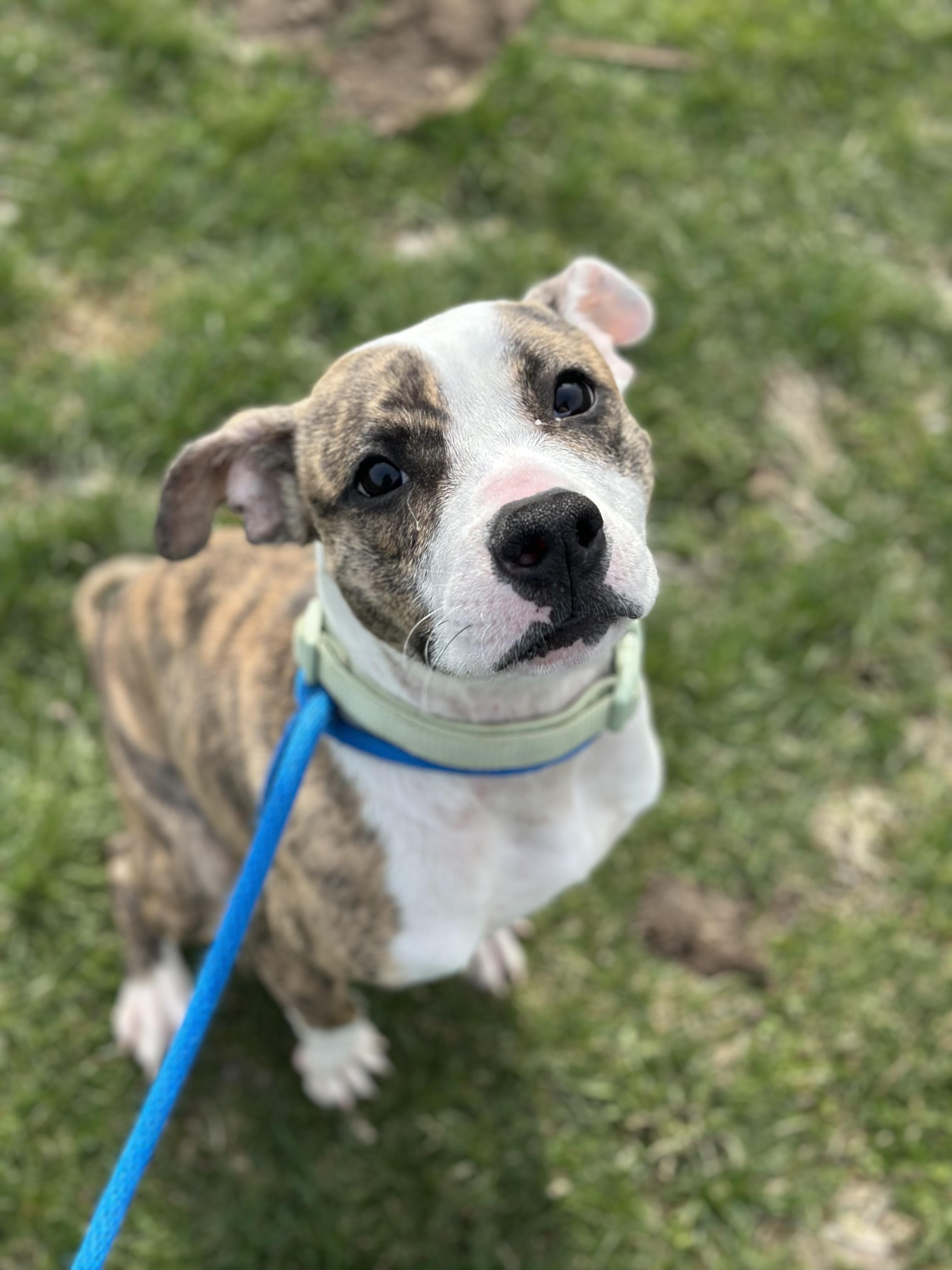 Enlarge Wyatt, an adopted mixed breed in Cleveland, OH image 1/3