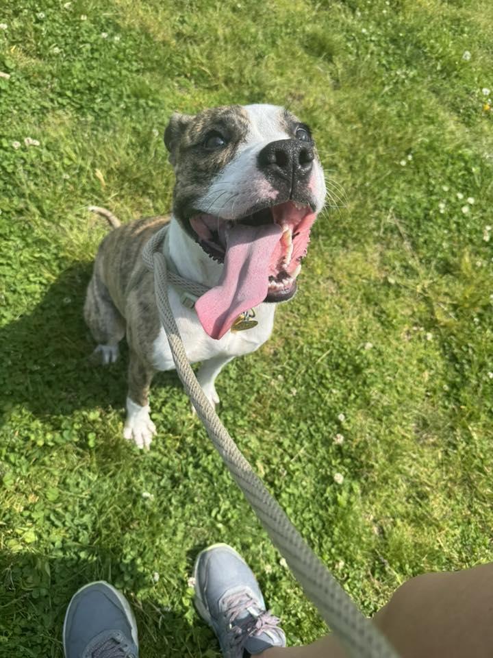 Enlarge Wyatt, an adoptable mixed breed in Cleveland, OH image 2/6