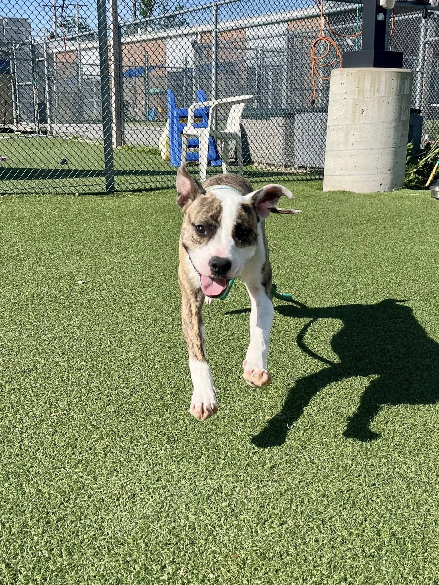 Enlarge Wyatt, an adoptable mixed breed in Cleveland, OH image 4/6