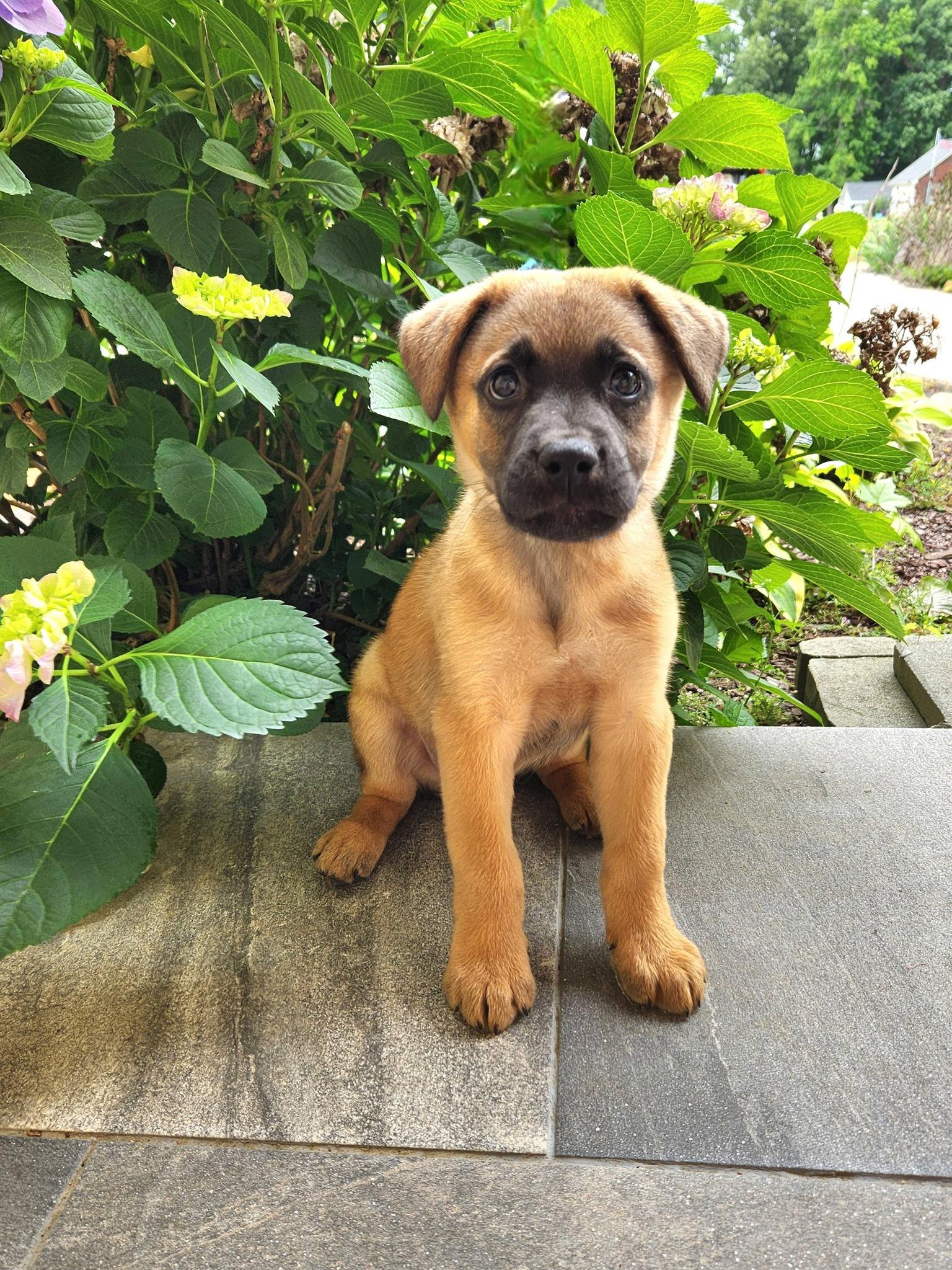 Frankie, a ADOPTABLE mixed breed in Monroe, NC image 2/6