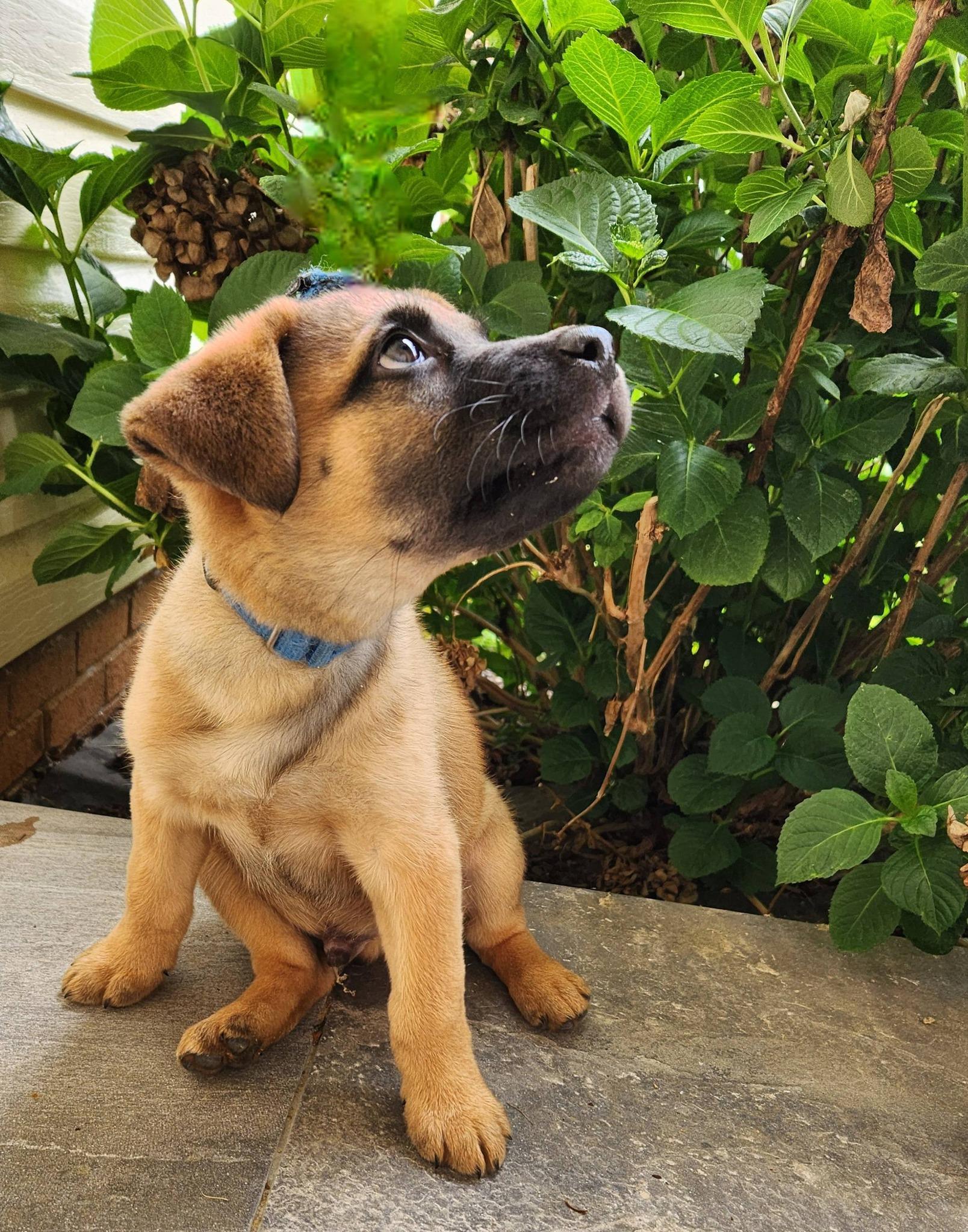 Frankie, a ADOPTABLE mixed breed in Monroe, NC image 4/6