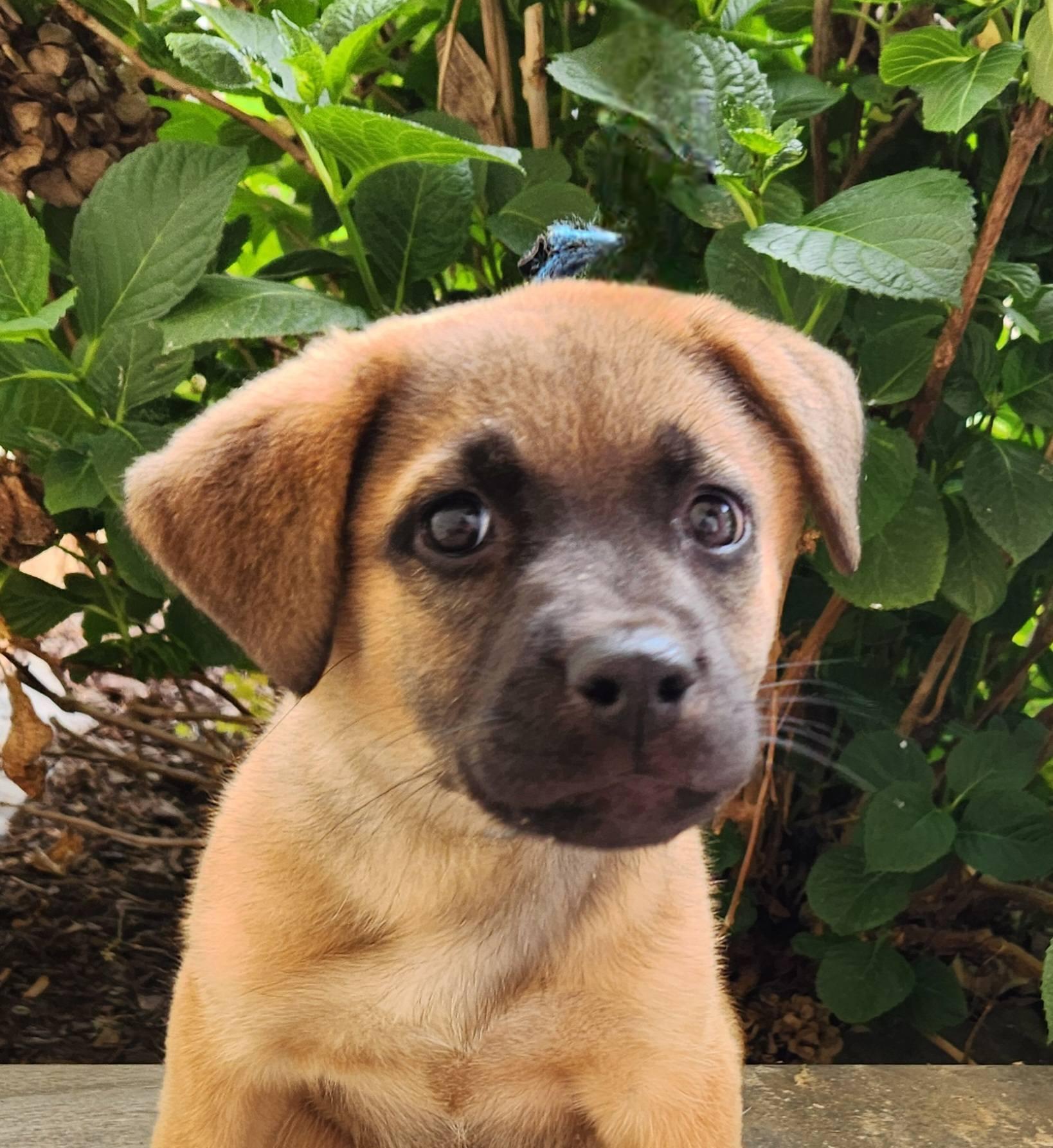 Frankie, a ADOPTABLE mixed breed in Monroe, NC image 6/6