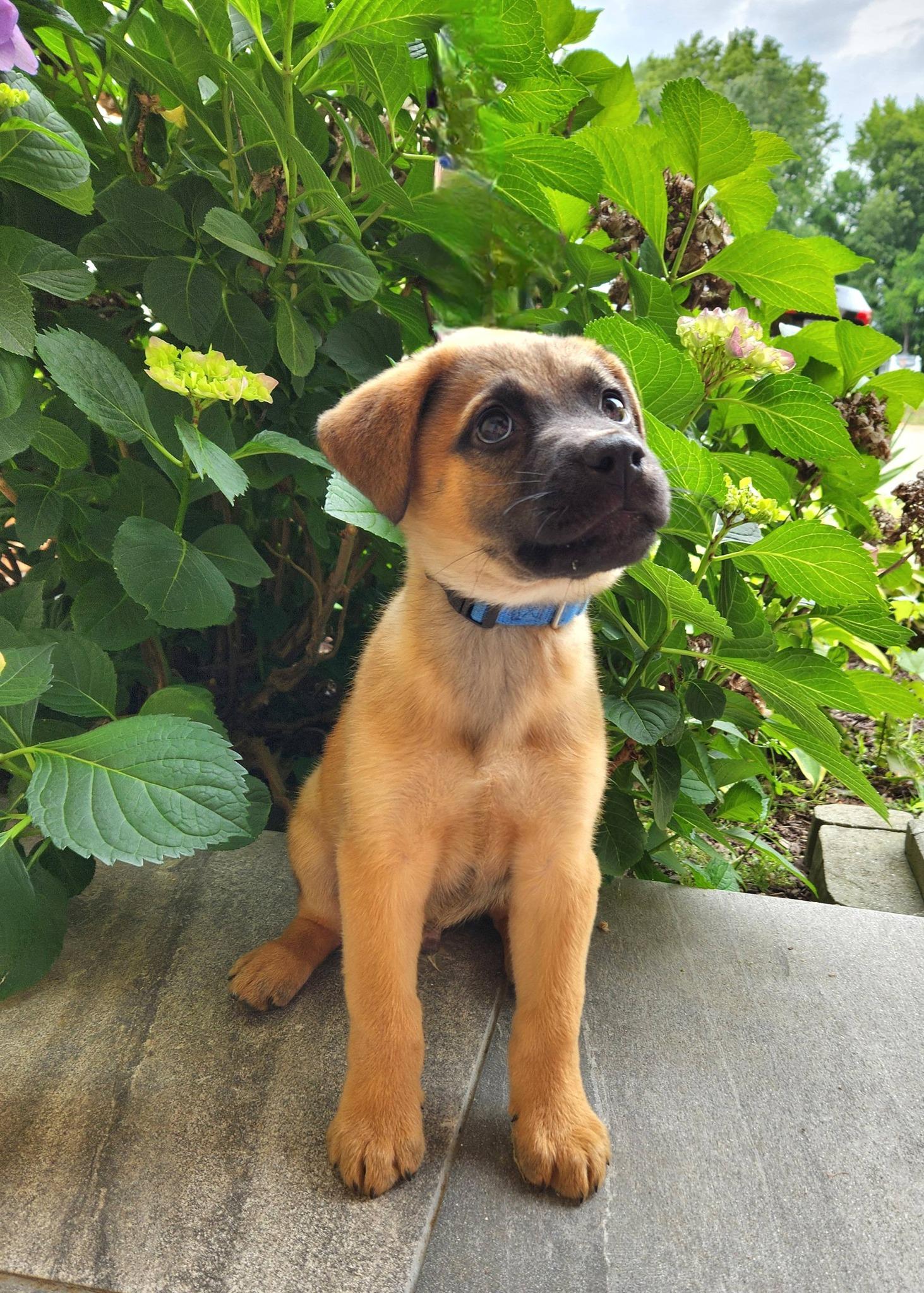 Frankie, a ADOPTABLE mixed breed in Monroe, NC image 5/6