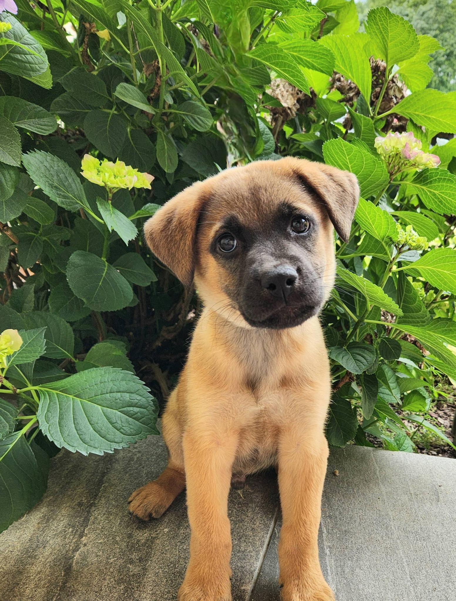 Frankie, a ADOPTABLE mixed breed in Monroe, NC image 3/6