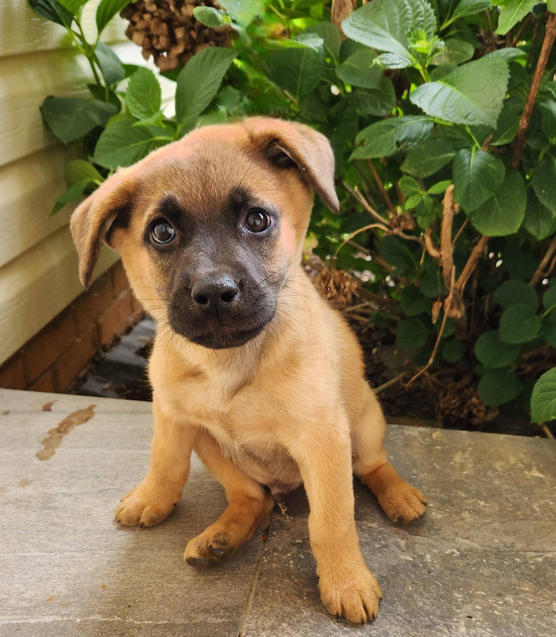 Frankie, ADOPTABLE, Puppy Male German Shepherd Dog & Labrador Retriever.