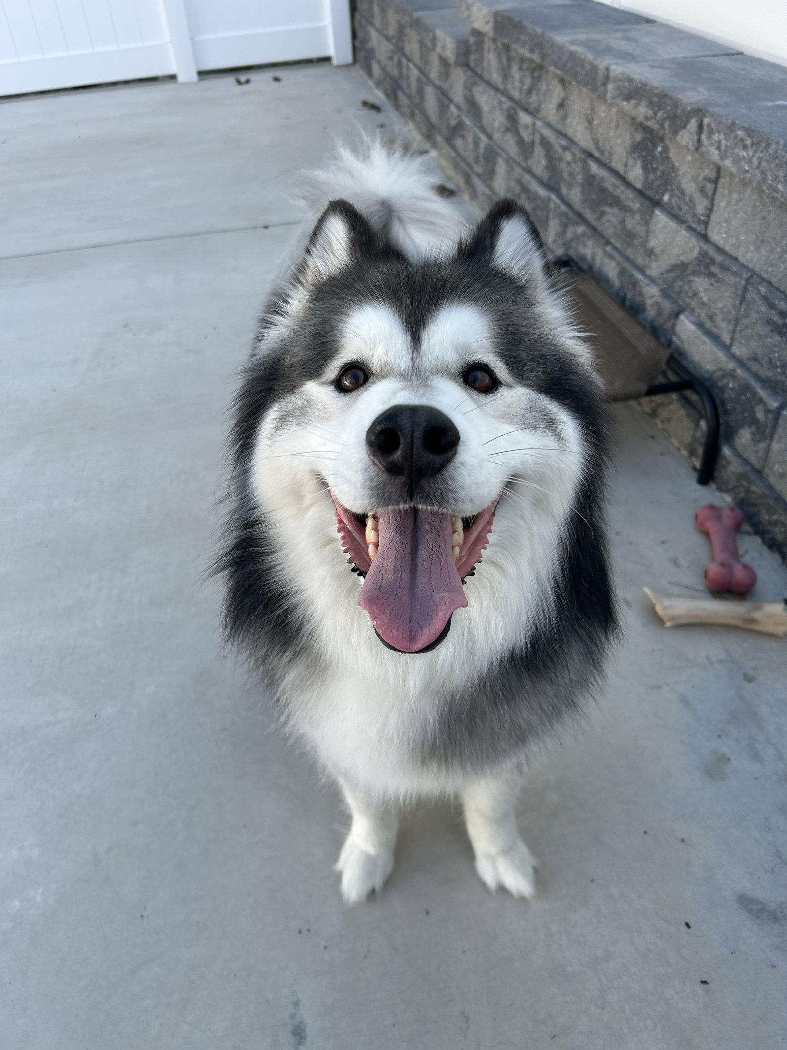 Nikko, a Adoptable Alaskan Malamute in Lancaster, PA image 1/3