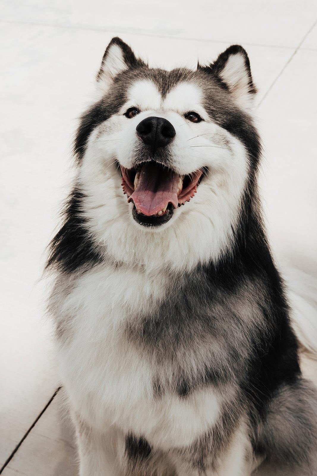 Nikko, a Adoptable Alaskan Malamute in Lancaster, PA image 2/3