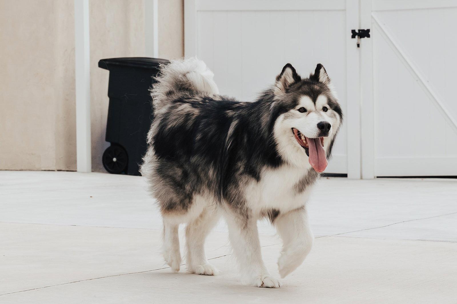 Nikko, a Adoptable Alaskan Malamute in Lancaster, PA image 3/3