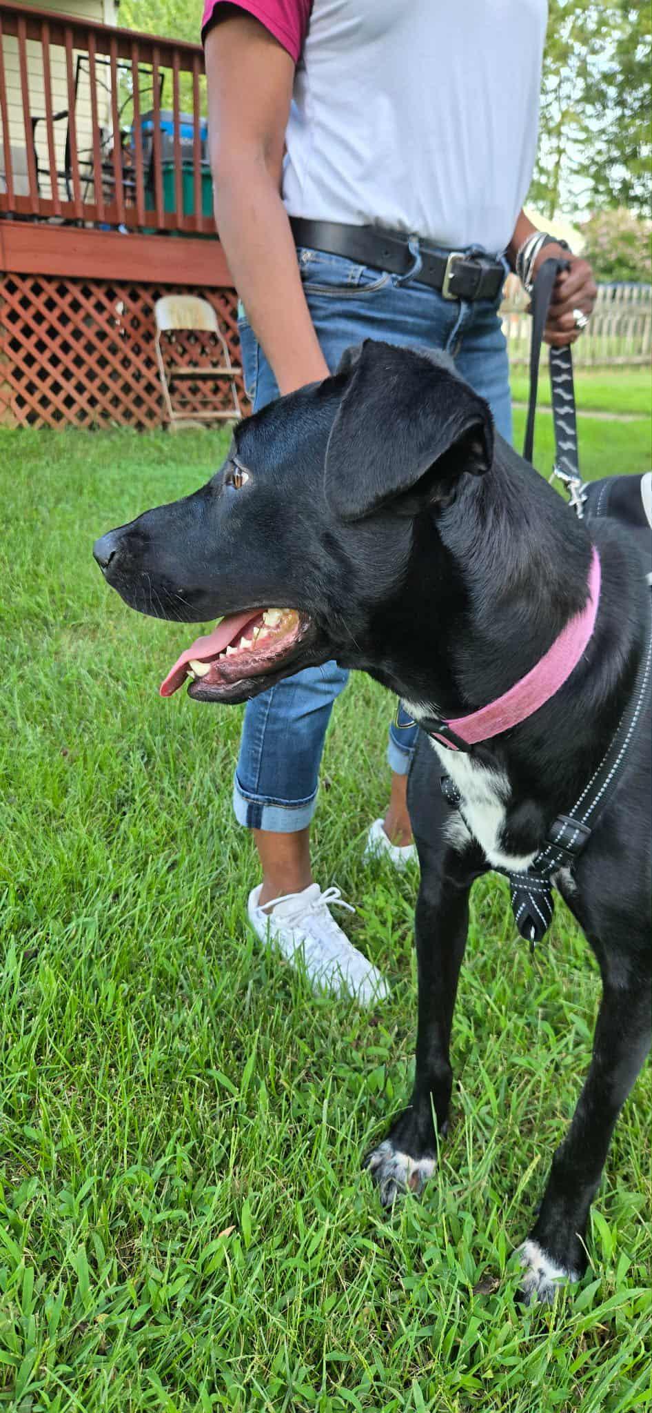 Nova, Adopted, Adult Female Labrador Retriever.