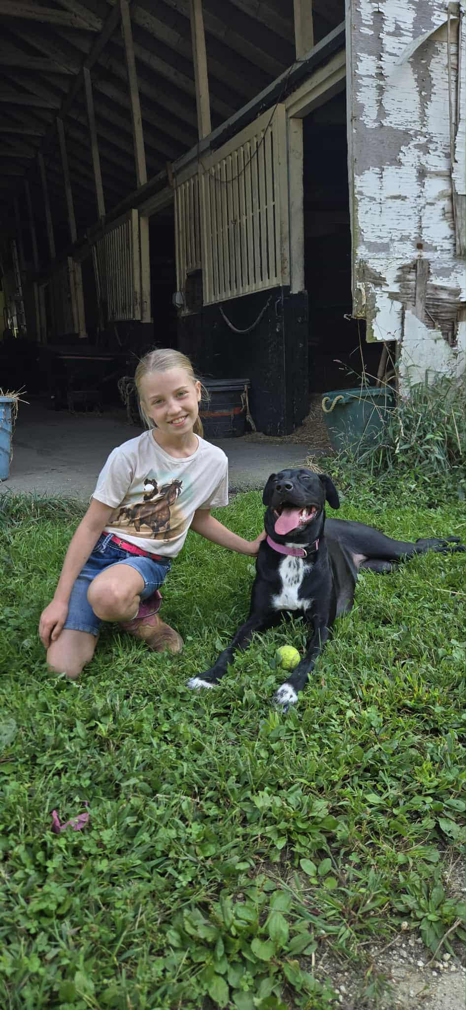 Nova, a Adopted mixed breed in Trinity, NC image 2/4