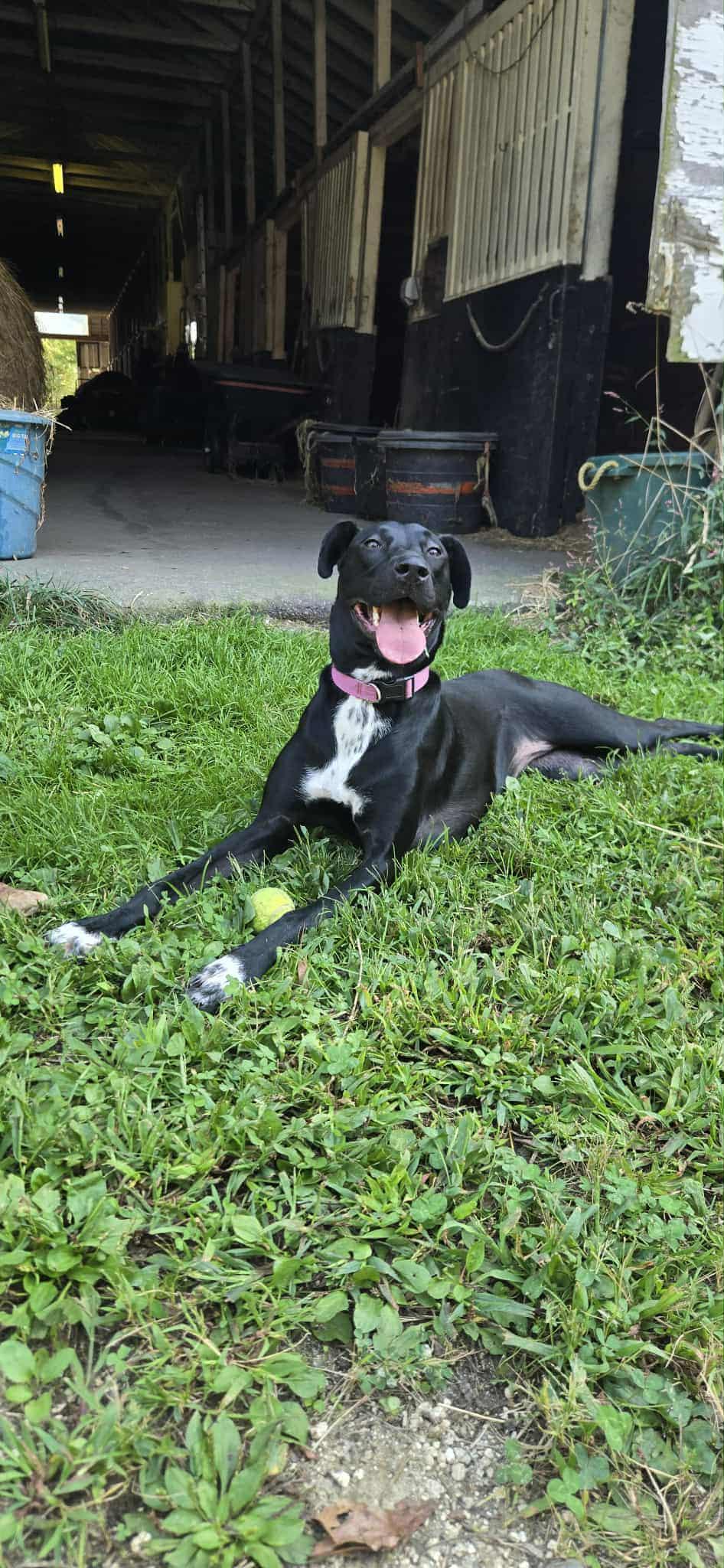 Nova, a Adopted mixed breed in Trinity, NC image 3/4