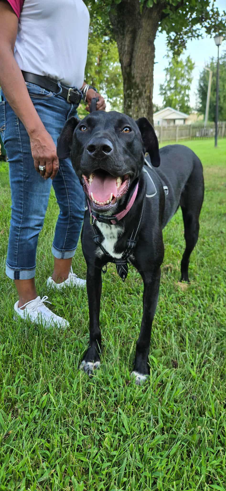 Nova, a Adopted mixed breed in Trinity, NC image 4/4